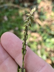 Achyranthes japonica