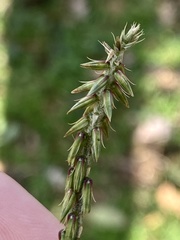 Achyranthes japonica