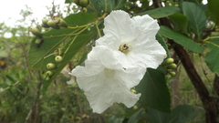 Cordia superba