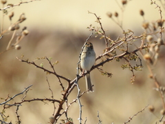 Spizella breweri