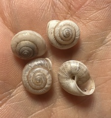 Praticolella griseola