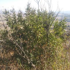 Tecoma stans velutina