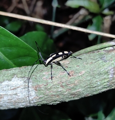 Colobothea cassandra