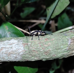 Colobothea cassandra