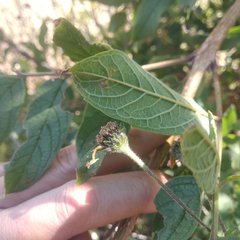 Tecoma stans velutina