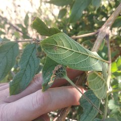 Tecoma stans velutina