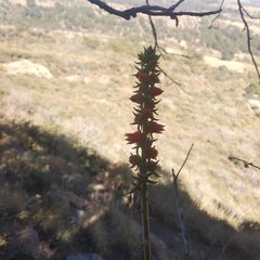 Echeveria coccinea