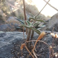 Echeveria coccinea