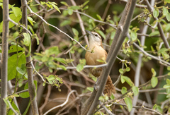 Cantorchilus longirostris
