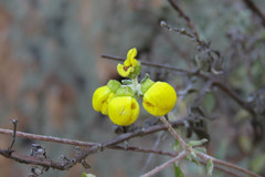 Calceolaria polifolia