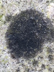 Lichenothelia