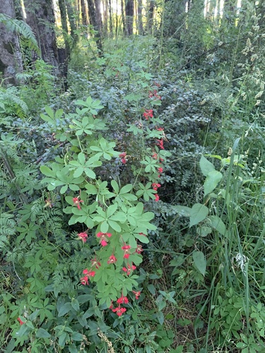 Tropaeolum speciosum (Tropaeolum speciosum)