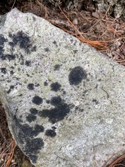 Lichenothelia