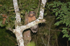 Pulsatrix koeniswaldiana