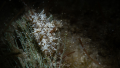 Bunodeopsis globulifera