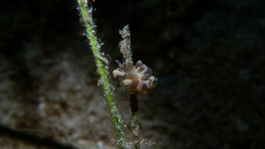 Bunodeopsis globulifera