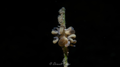 Bunodeopsis globulifera