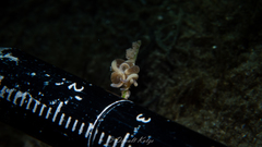 Bunodeopsis globulifera