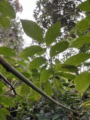 Turpinia