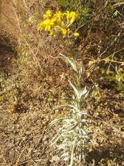 Senecio prionopterus