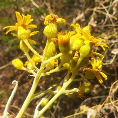 Senecio prionopterus