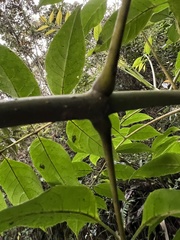 Turpinia
