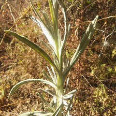 Senecio prionopterus