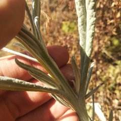 Senecio prionopterus