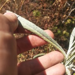 Senecio prionopterus