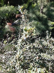 Berberis microphylla