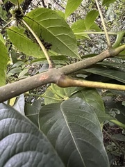 Turpinia