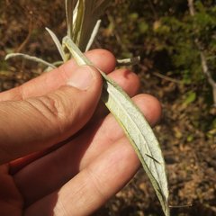 Senecio prionopterus