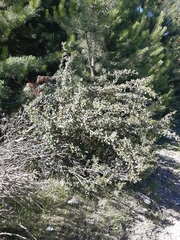Berberis microphylla