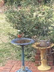 Cardinalis cardinalis