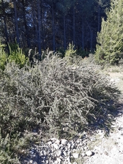 Berberis microphylla