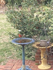 Cardinalis cardinalis