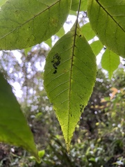 Turpinia