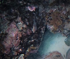 Parablennius tasmanianus