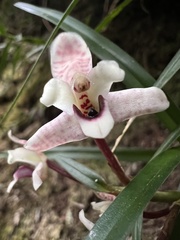 Maxillaria lawrenceana