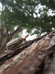 Polyphylla decemlineata