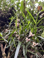 Maxillaria lawrenceana