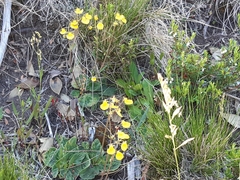 Calceolaria filicaulis