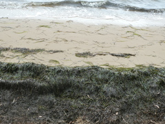 Zostera capricorni