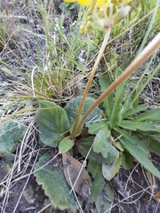 Calceolaria filicaulis
