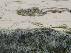 Zostera capricorni