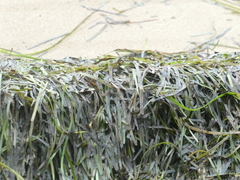 Zostera capricorni