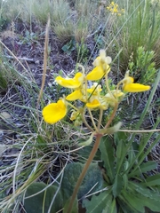 Calceolaria filicaulis