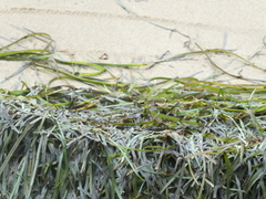 Zostera capricorni