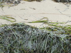 Zostera capricorni