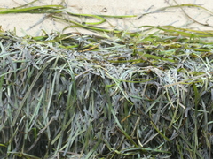 Zostera capricorni